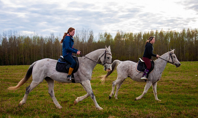 Конная прогулка в Ставрополе. Подарочные сертификаты Ultra Подарки. Купить оригинальный подарок или подарочный сертификат на Конную прогулка для двоих в Ставрополе. Сервис UltraPodarki.ru 8-800-505-9530. Катание на лошадях, Прогулка на лошади, Прогулка на лошадях для двоих,кони, конный клуб, конный клуб Horse Travel, конная прогулка, конная прогулка в Ставрополе