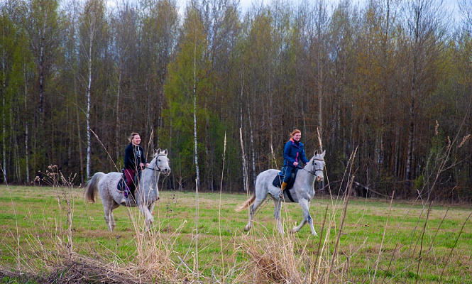 Конная прогулка в Ставрополе. Подарочные сертификаты Ultra Подарки. Купить оригинальный подарок или подарочный сертификат на Конную прогулка для двоих в Ставрополе. Сервис UltraPodarki.ru 8-800-505-9530. Катание на лошадях, Прогулка на лошади, Прогулка на лошадях для двоих,кони, конный клуб, конный клуб Horse Travel, конная прогулка, конная прогулка в Ставрополе